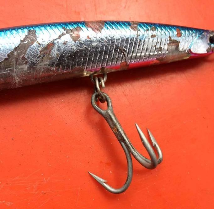 fishing report Wednesday 2nd November 2016 fishing photo 27