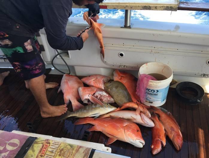 Fishing reports Downrigger Shop Monday 12th September 2016 fishing photo 2