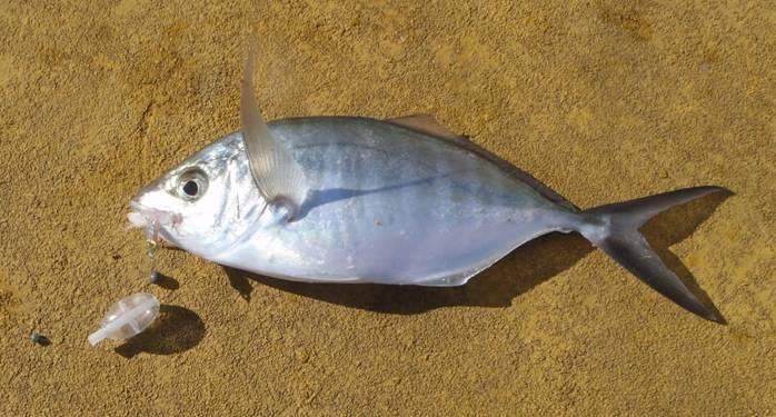 Fishing reports Downrigger Shop Monday 12th September 2016 fishing photo 7
