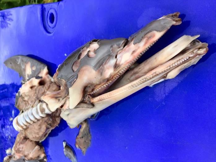 Fishing reports from Downrigger Shop Monday 25th January 2016 fishing photo 7