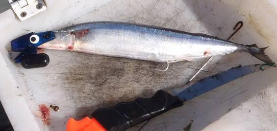 Fishing reports from Downrigger Shop Monday 25th January 2016 fishing photo 23
