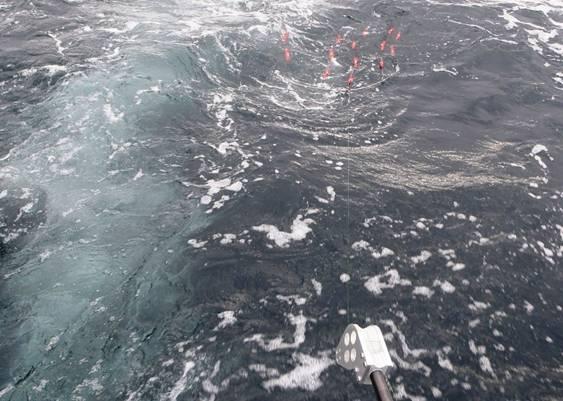Fishing reports from Downrigger Shop Monday 25th January 2016 fishing photo 24