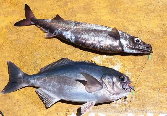 Fishing reports from Downrigger Shop Monday 25th January 2016 fishing photo 26