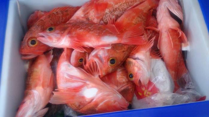 Fishing reports from Downrigger Shop Monday 8th February 2016 fishing photo 7