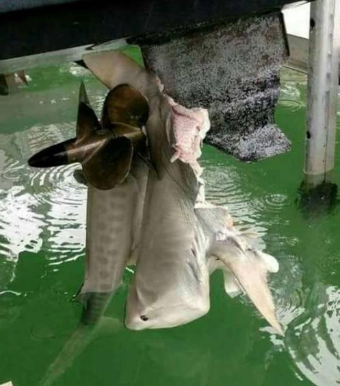 Fishing reports from Downrigger Shop Monday 8th February 2016 fishing photo 22