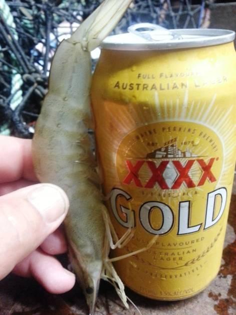 Fishing reports from Downrigger Shop Monday 8th February 2016 fishing photo 24