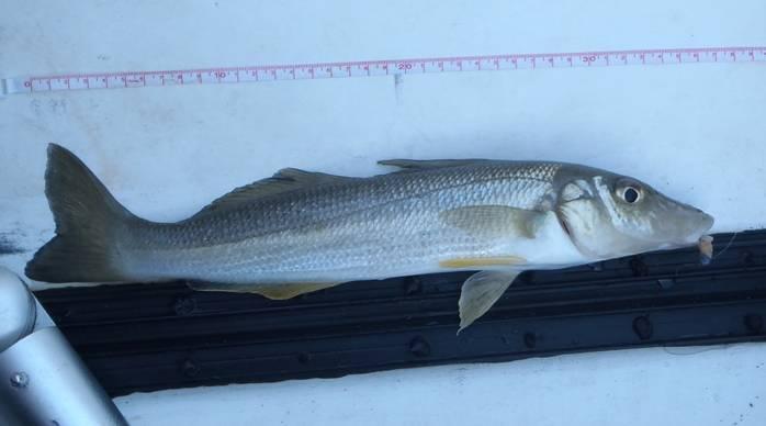 Fishing reports, tackle specials and angling politics from Downrigger Shop, Friday 24th March 2017 fishing photo 21