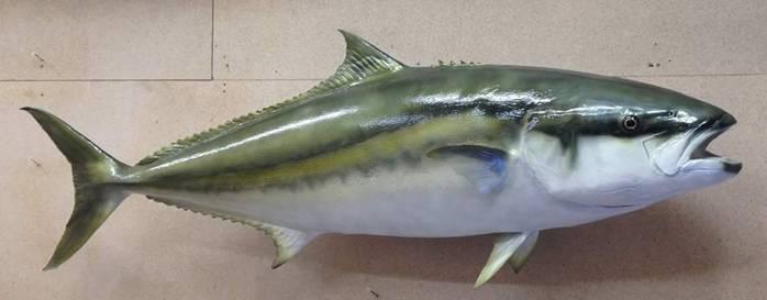 Fishing reports, tackle specials and angling politics from Downrigger Shop Friday 4th March 2016 fishing photo 12