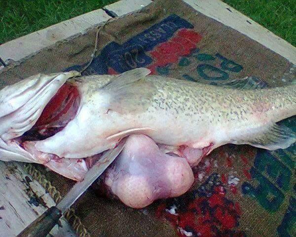 Fishing reports, tackle specials and angling politics from Downrigger Shop Friday 4th March 2016 fishing photo 14