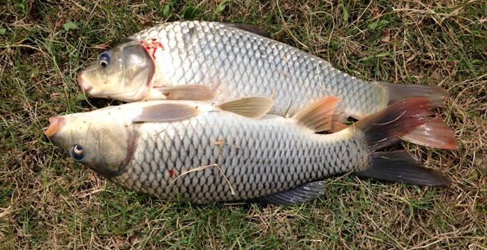 Fishing reports, tackle specials and angling politics from Downrigger Shop Friday 4th March 2016 fishing photo 28