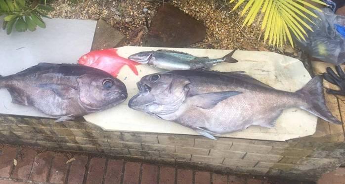 Fishing reports, tackle specials and angling politics from Downrigger Shop, Monday 23rd May 2016 fishing photo 3