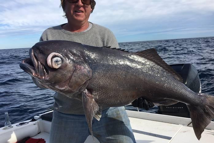 Fishing reports, tackle specials and angling politics from Downrigger Shop, Monday 23rd May 2016 fishing photo 5