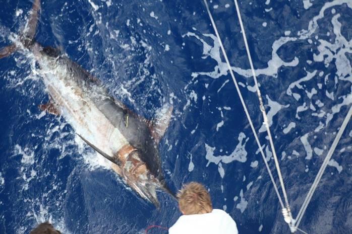 Fishing reports, tackle specials and angling politics from Downrigger Shop, Monday 23rd May 2016 fishing photo 11