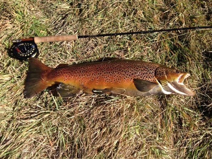 Fishing reports, tackle specials and angling politics from Downrigger Shop, Monday 23rd May 2016 fishing photo 32