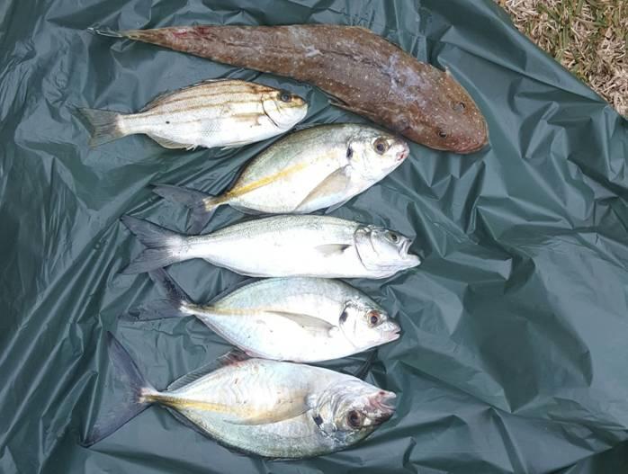 Fishing reports, tackle specials and angling politics from Downrigger Shop, Monday 25th July 2016 fishing photo 6