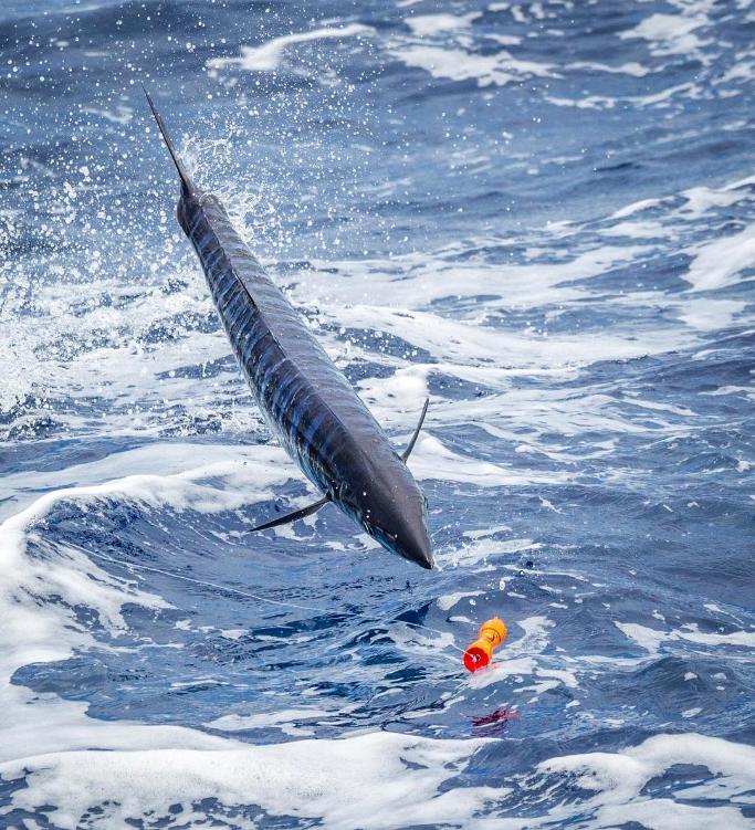 Fishing reports, tackle specials and angling politics from Downrigger Shop, Monday 5th December 2016 fishing photo 1
