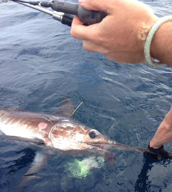 Fishing reports, tackle specials, and angling politics from Downrigger Shop Sunday 1st May 2016 fishing photo 11