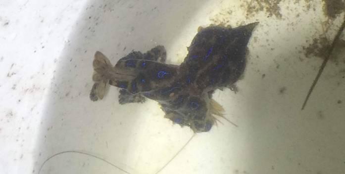 Fishing reports, tackle specials, and angling politics from Downrigger Shop Sunday 1st May 2016 fishing photo 13