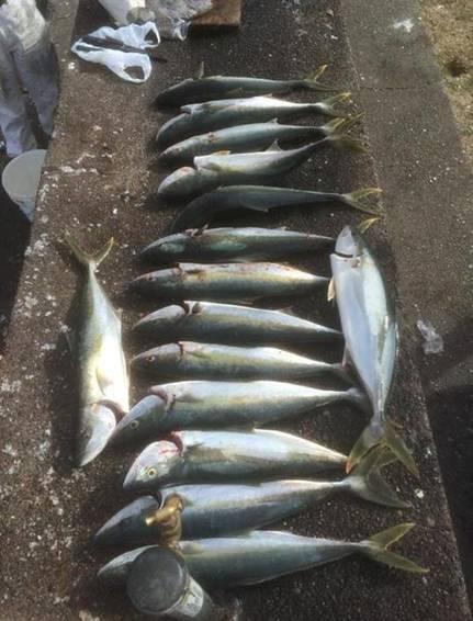 Fishing reports, tackle specials and angling politics from Downrigger Shop, Thursday 4th August 2016 fishing photo 4