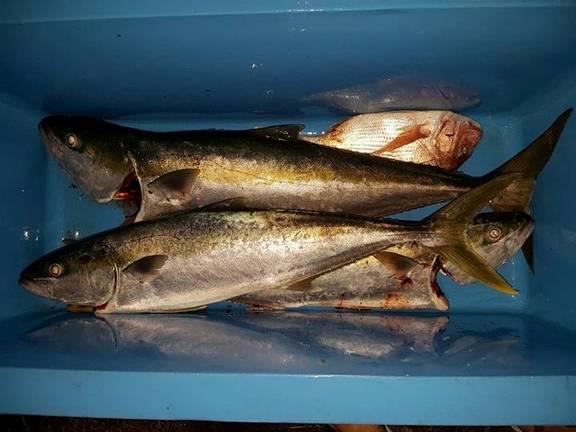 Fishing reports, tackle specials and angling politics from Downrigger Shop, Thursday 4th August 2016 fishing photo 5