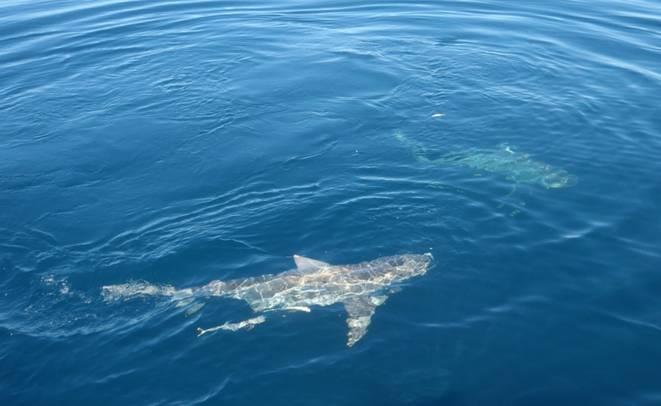 Fishing reports, tackle specials and angling politics from Downrigger Shop Thursday 9th June 2016 fishing photo 8