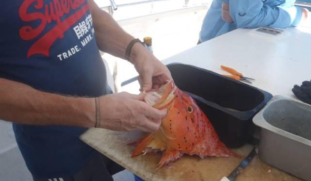 Fishing reports, tackle specials and angling politics from Downrigger Shop Thursday 9th June 2016 fishing photo 9