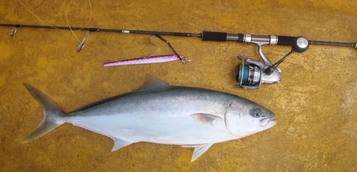 Fishing reports, tackle specials and angling politics from Downrigger Shop Thursday 9th June 2016 fishing photo 18