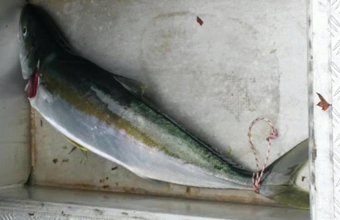 Fishing reports, tackle specials and angling politics from Downrigger Shop Thursday 9th June 2016 fishing photo 20