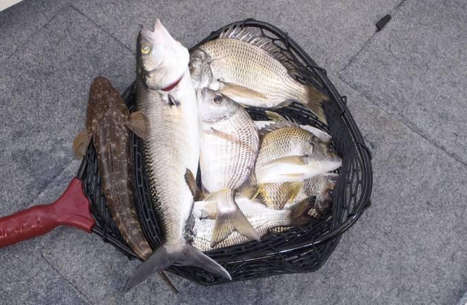 Fishing reports, tackle specials and angling politics from Downrigger Shop, Tuesday 21st June 2016 fishing photo 30