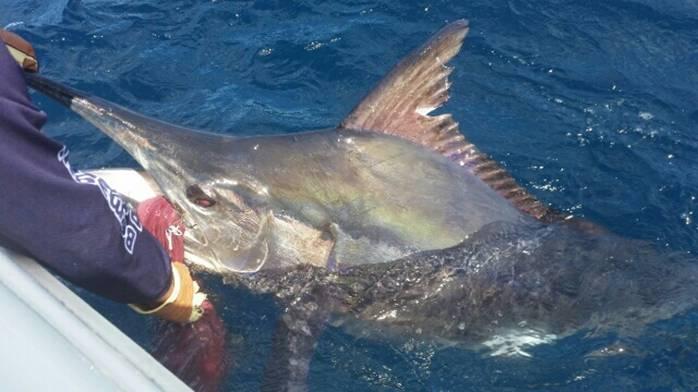Fishing reports, tackle specials and angling politics from Downrigger Shop, Tuesday 22nd March 2016 fishing photo 3