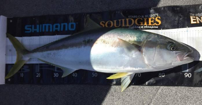 Fishing reports Wednesday 5th October 2016 fishing photo 6