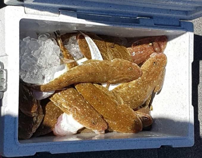 Fishing reports Wednesday 5th October 2016 fishing photo 7