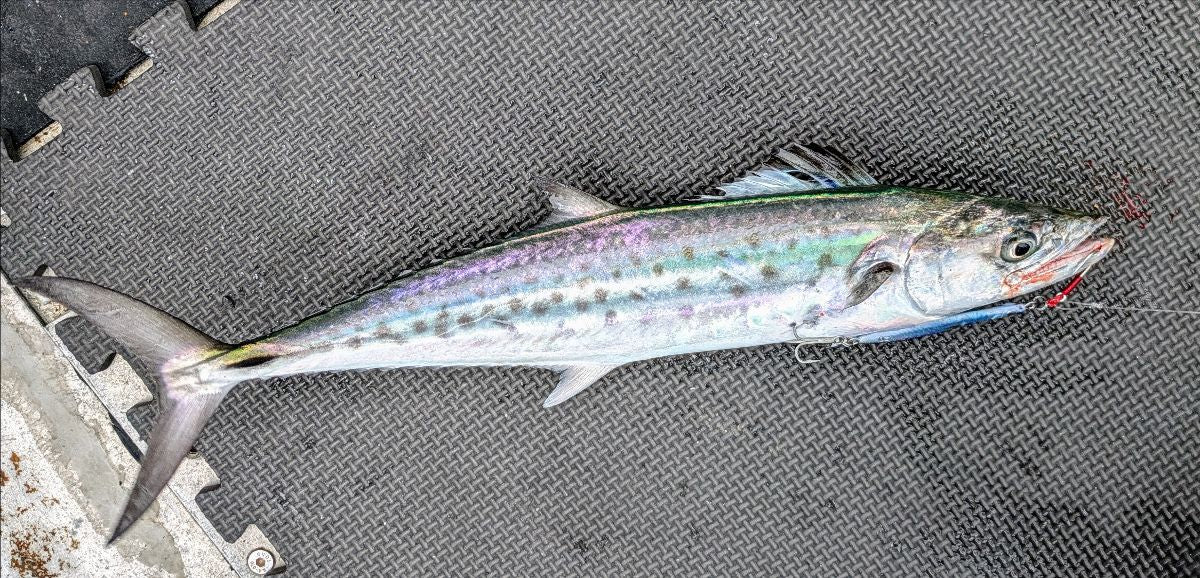 Fraser Island – Trip Four fishing photo 9