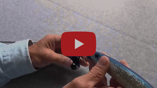 Get a Head Start on Mackerel Season fishing photo 8