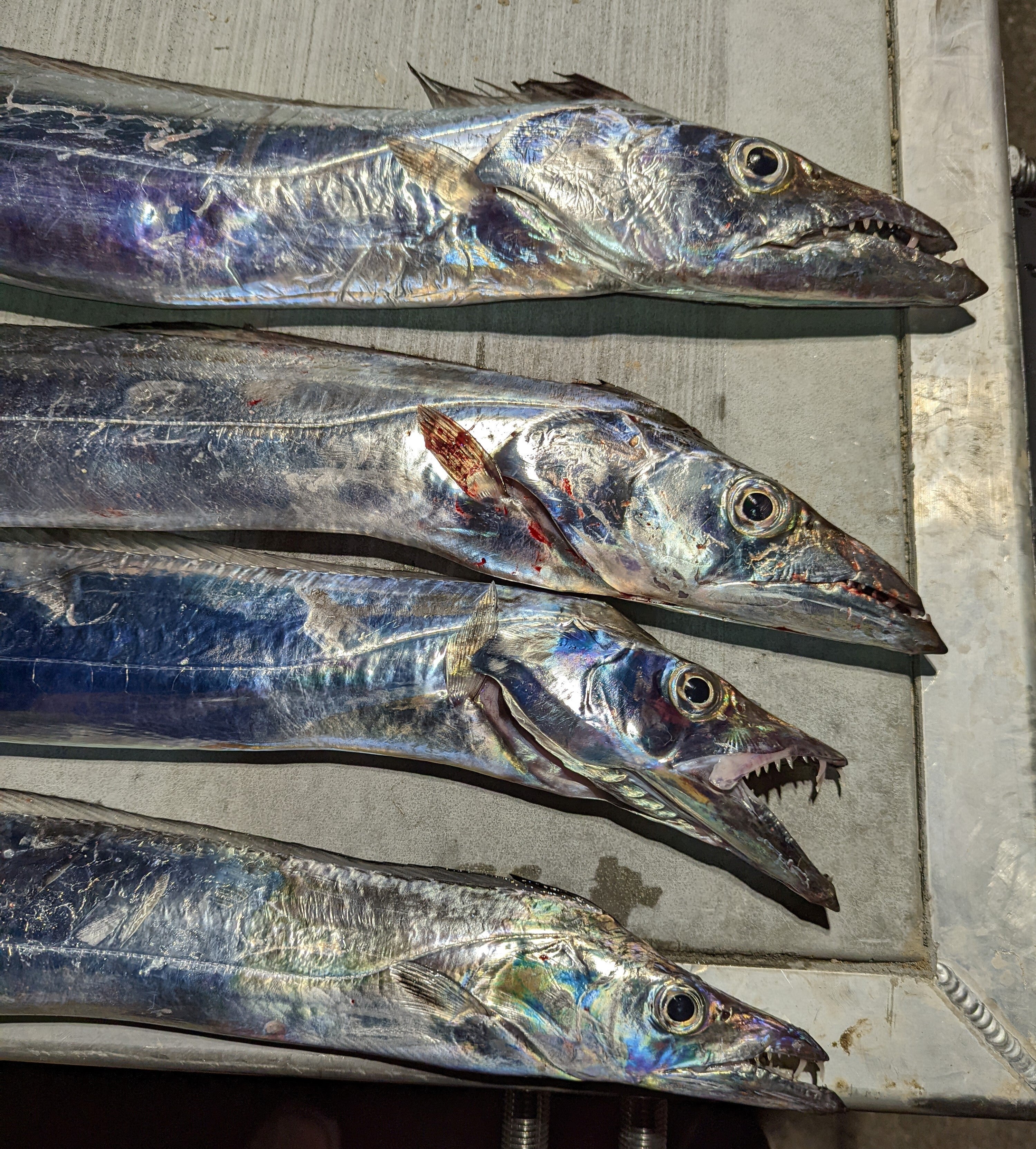 Hairtail Heaven Monday 22nd August 2022 fishing photo 10