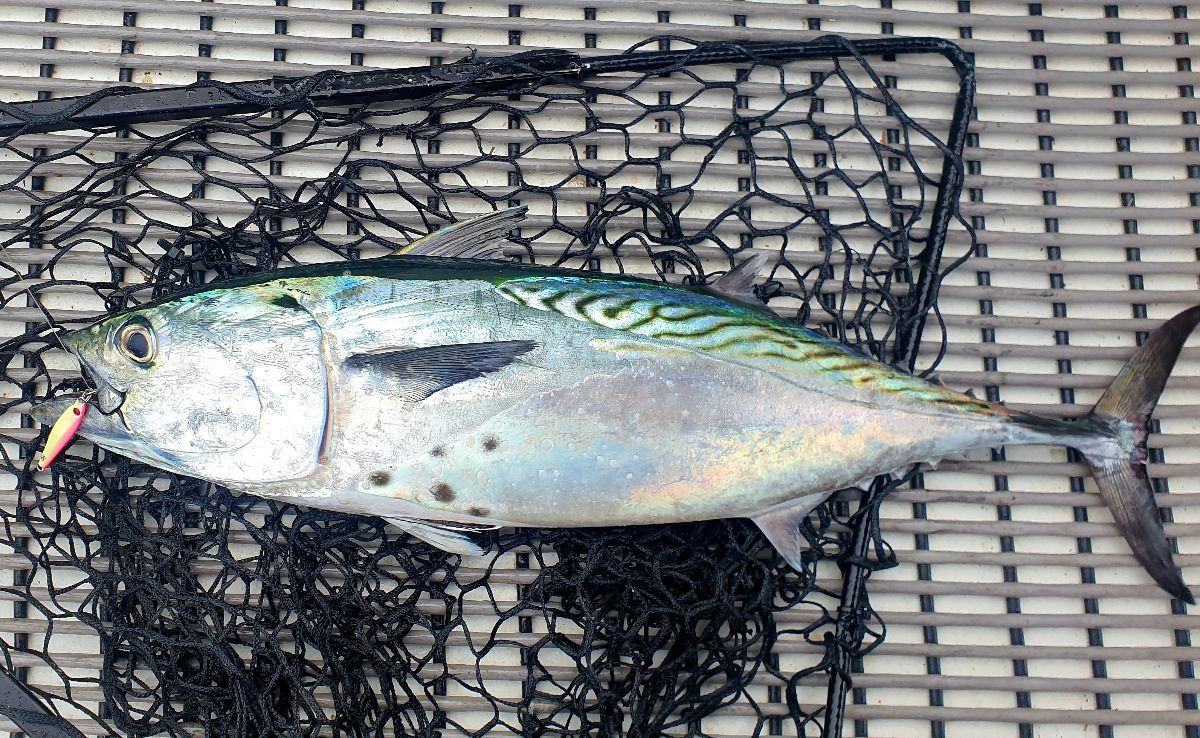 Harbour Jigging fishing photo 6
