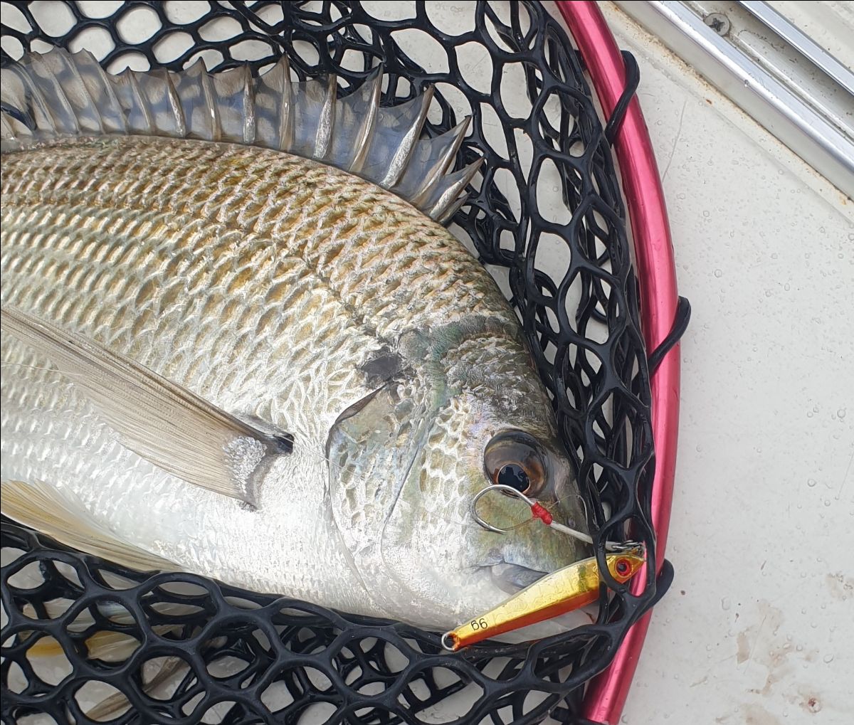 Harbour Jigging fishing photo 9