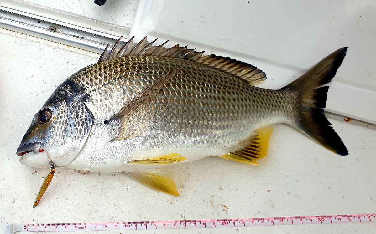 Harbour Jigging fishing photo 10