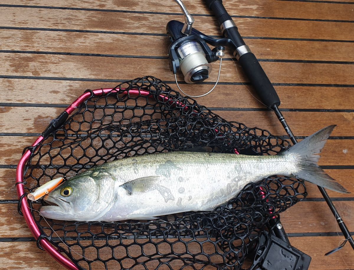 Harbour Topwater fishing photo 6