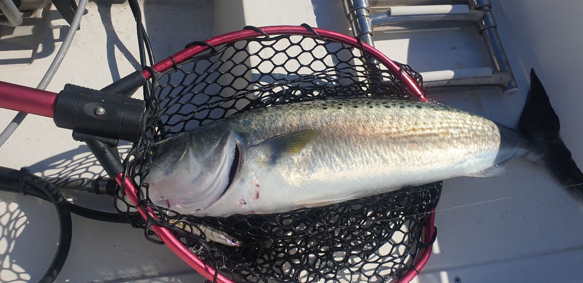 Harbour Topwater fishing photo 8