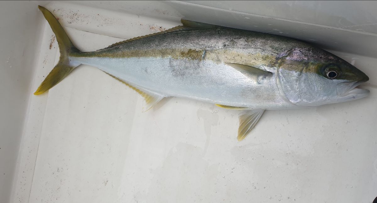 Harbour Topwater fishing photo 11