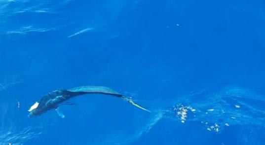 Hello Dolly! fishing photo 4