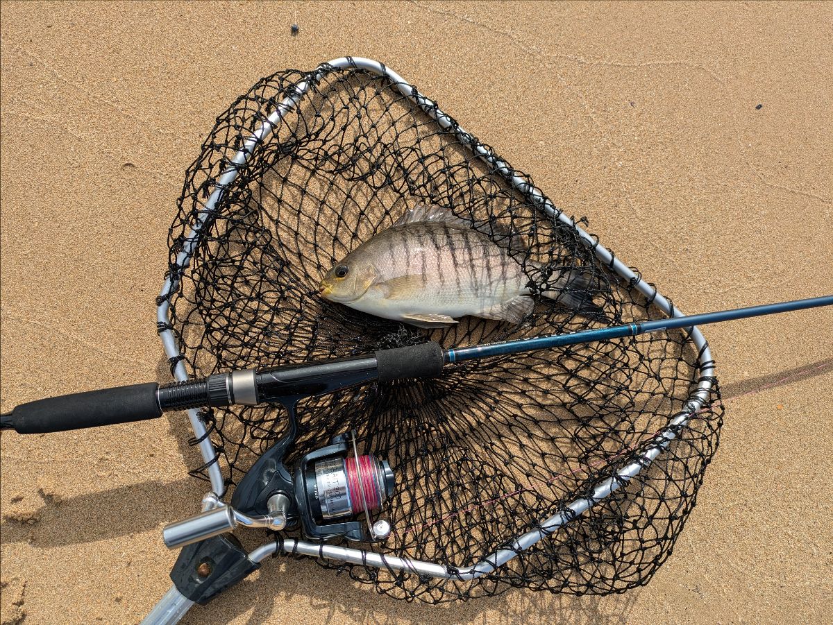 'HEY! Where did my float go?' fishing photo 17