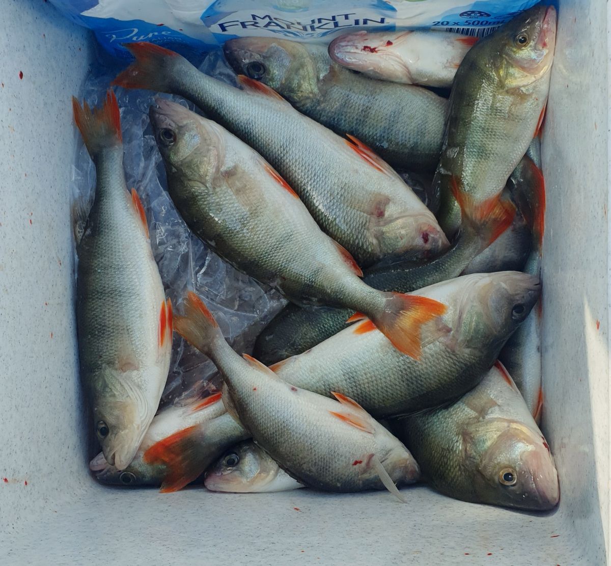 Hi Country Hi Jinks fishing photo 3
