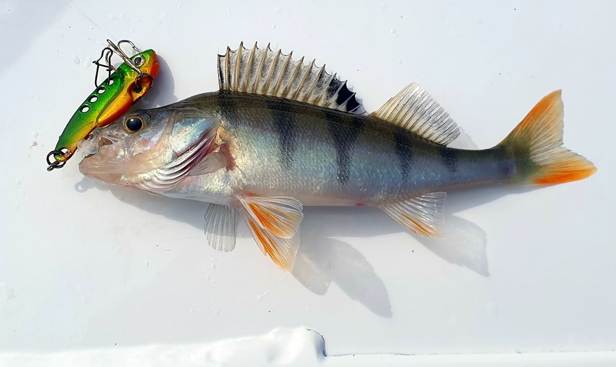 Hi Country Hi Jinks fishing photo 4