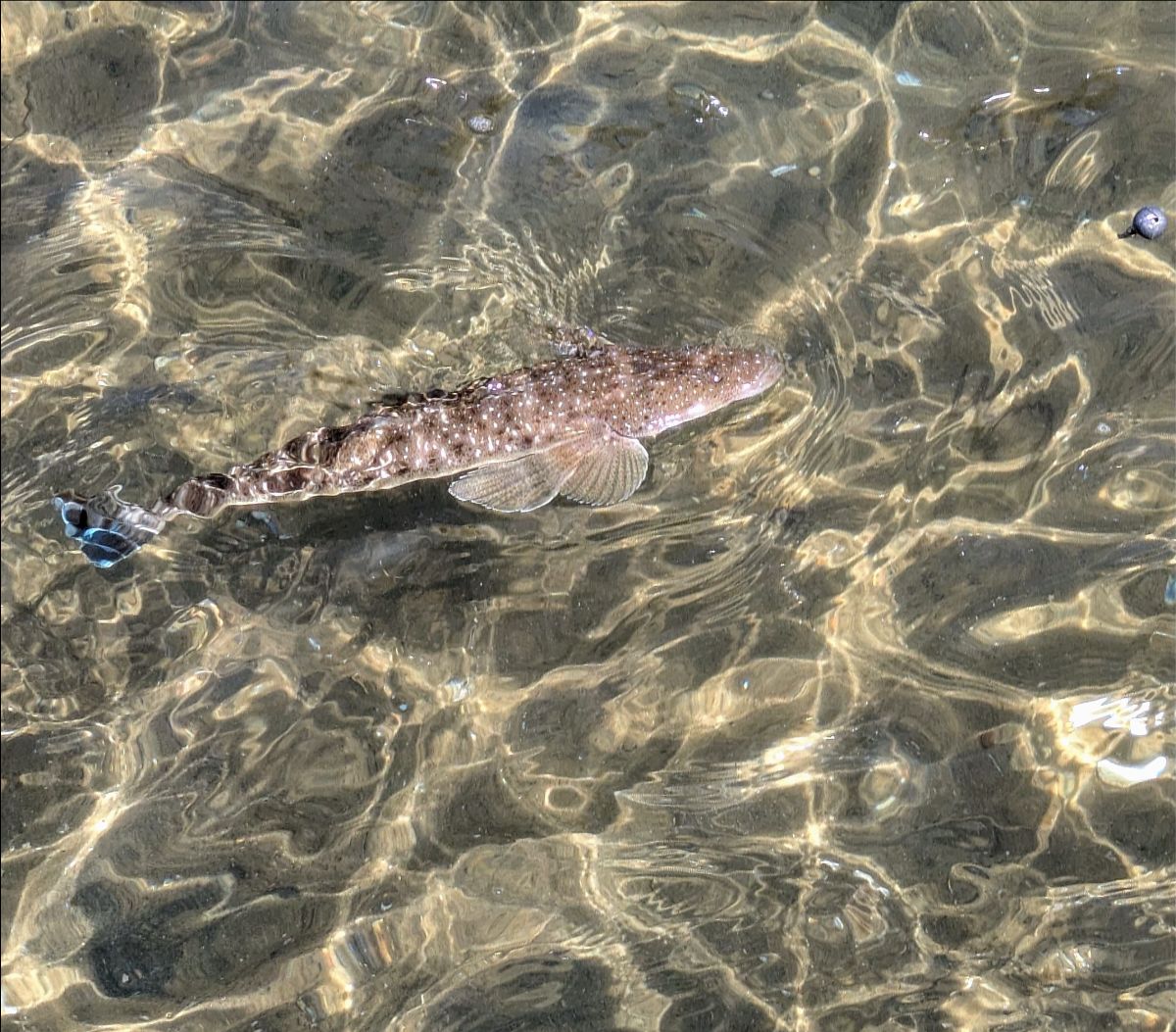 Holiday Fishing fishing photo 7