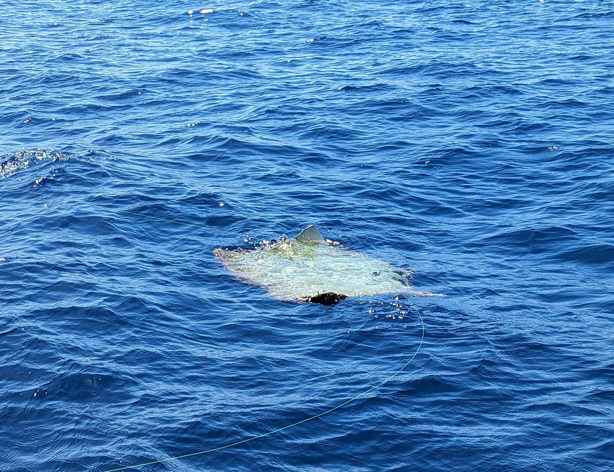‘I don’t think it’s that big, Andy!’ fishing photo 6