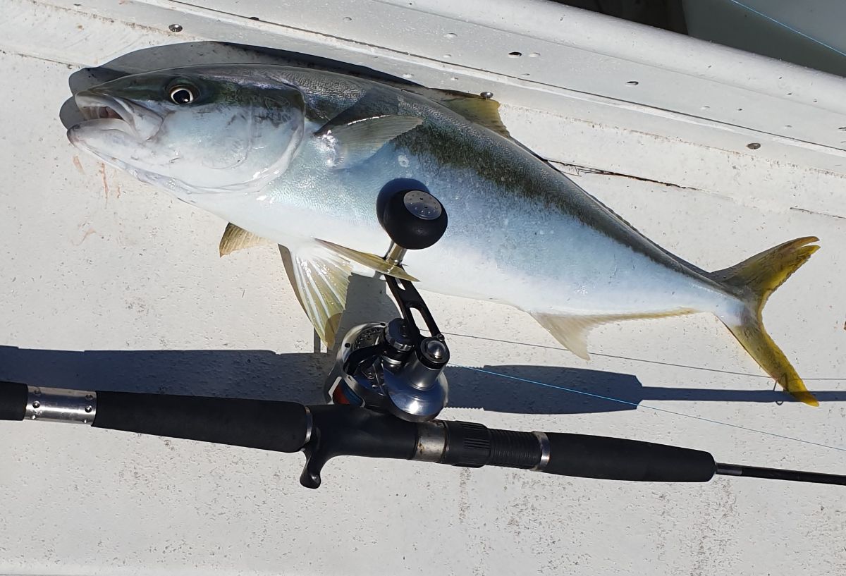 If You Chum, They Will Come fishing photo 4