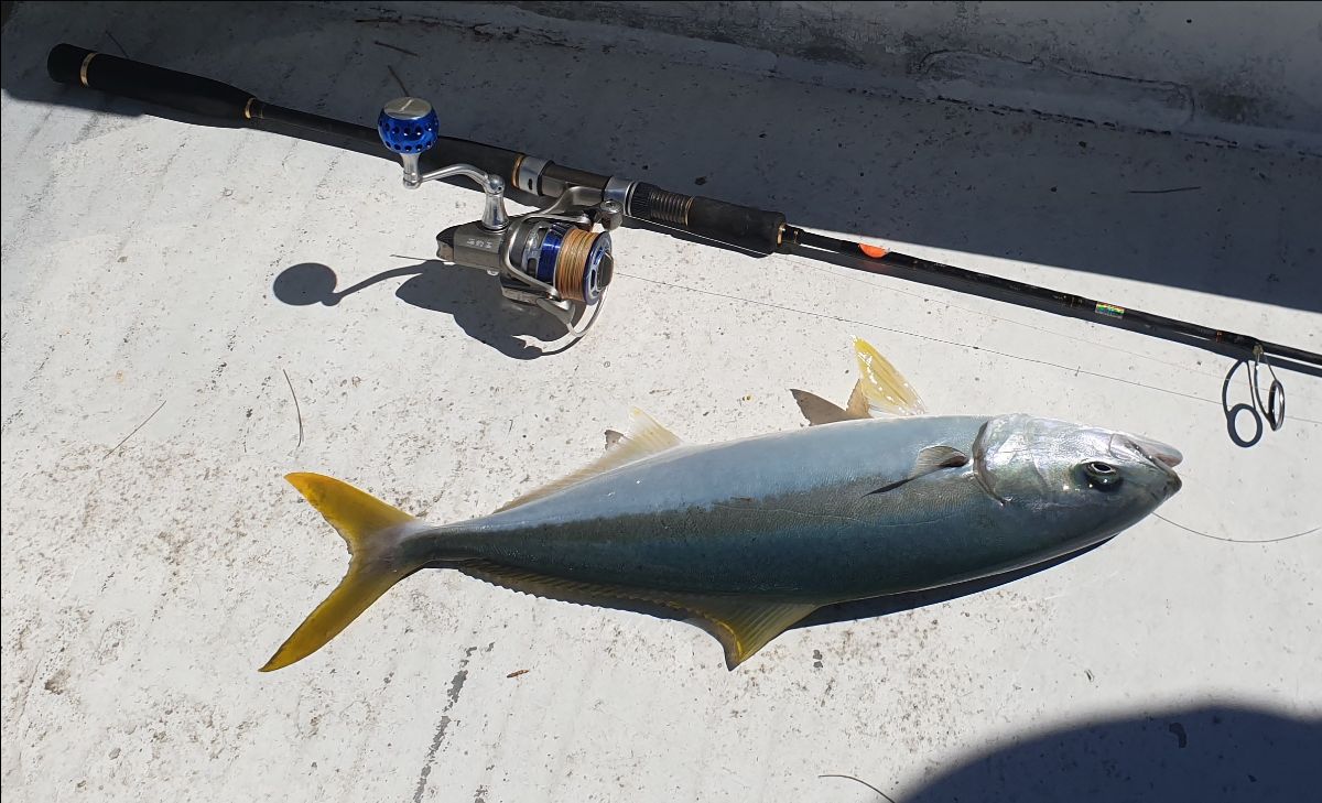 If You Chum, They Will Come fishing photo 5