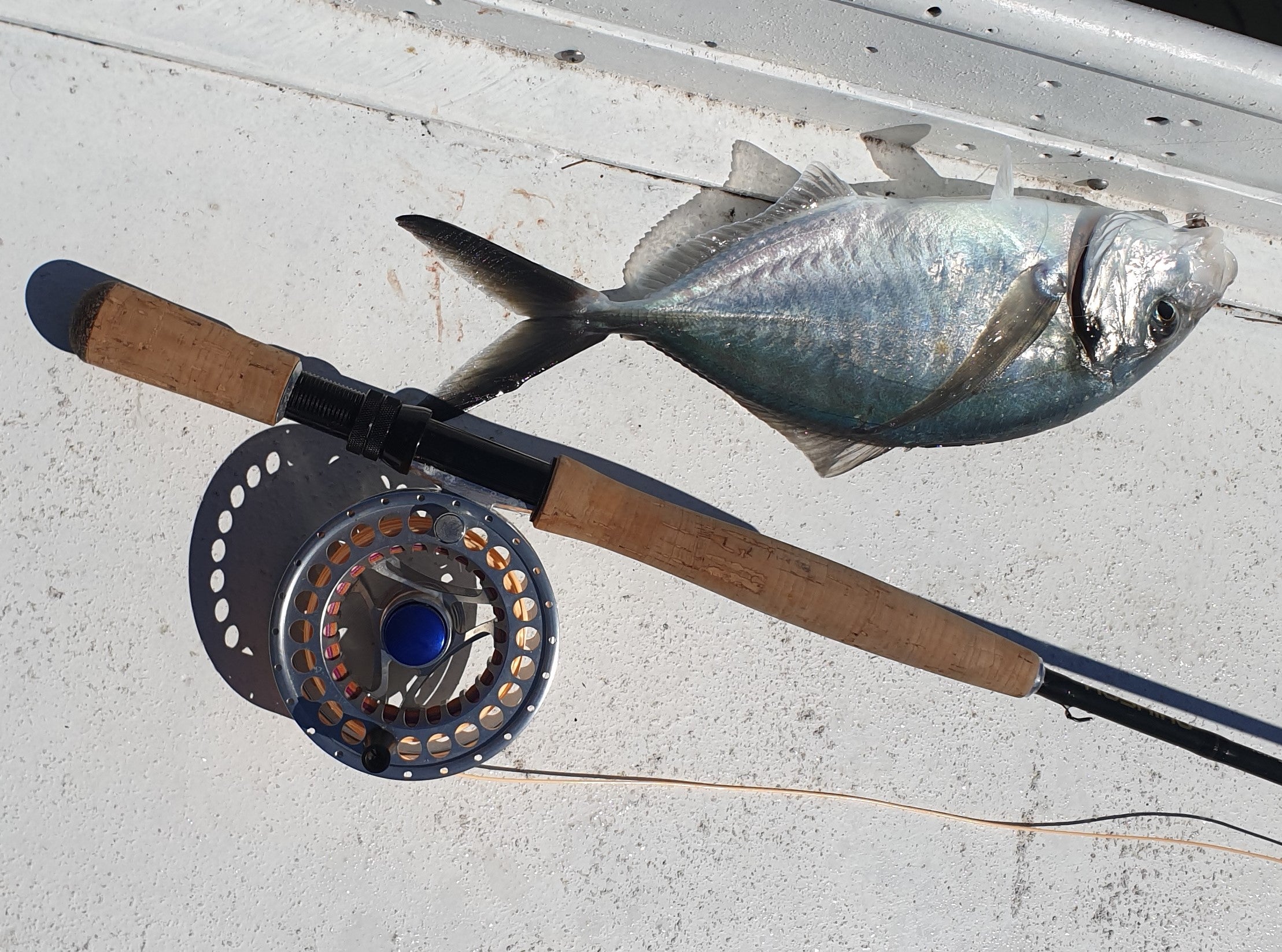 If You Chum, They Will Come fishing photo 6